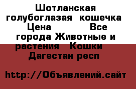Шотланская голубоглазая  кошечка › Цена ­ 5 000 - Все города Животные и растения » Кошки   . Дагестан респ.